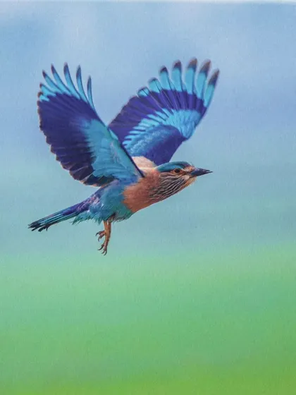 The Indian Roller is famous for its stunning blue wings, but it's incredibly fast. Capturing its colors this clearly mid-flight, with wings fully spread, is a technical challenge that I live for.