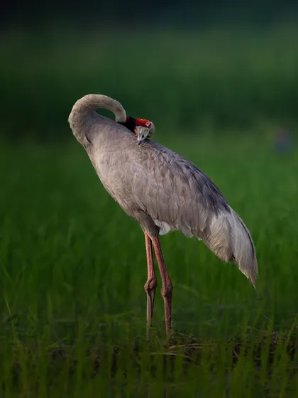 A Sarus Crane preening against a backdrop of vibrant green paddy fields at Dhanauri. The contrast of the grey bird against the green is visually striking.