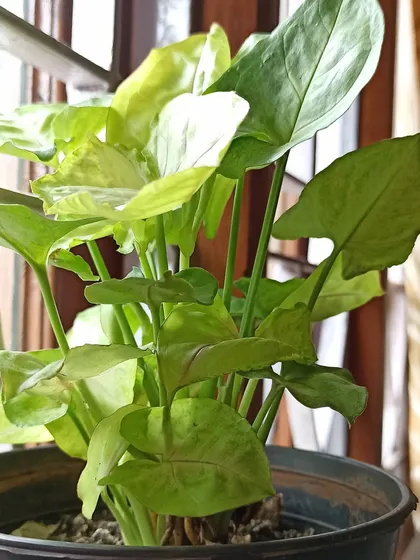 The full view of my healthy Syngonium plant. It has grown so much since I first got it.