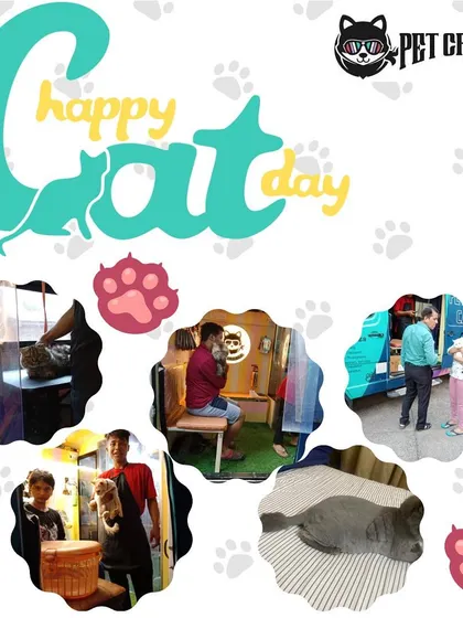 We celebrate cats every day! This collage shows some of our happy feline clients and their owners enjoying the convenience and comfort of our mobile grooming van.