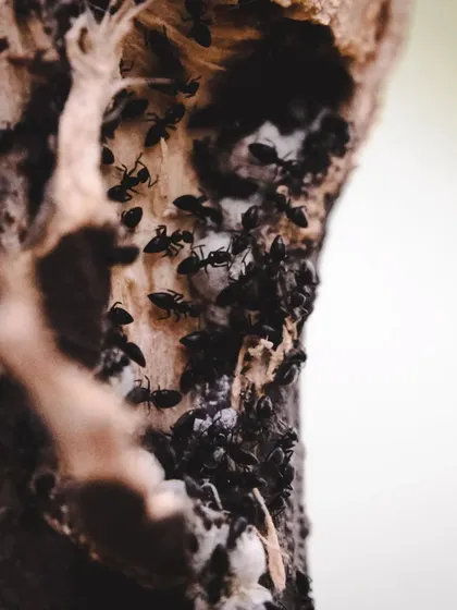 A different edit of the ant colony, with higher contrast to emphasize the details of the insects.