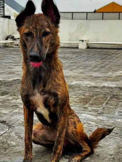 Tingi sticking her tongue out, showing a bit of her playful personality. Her rescuer can arrange transport anywhere in India.