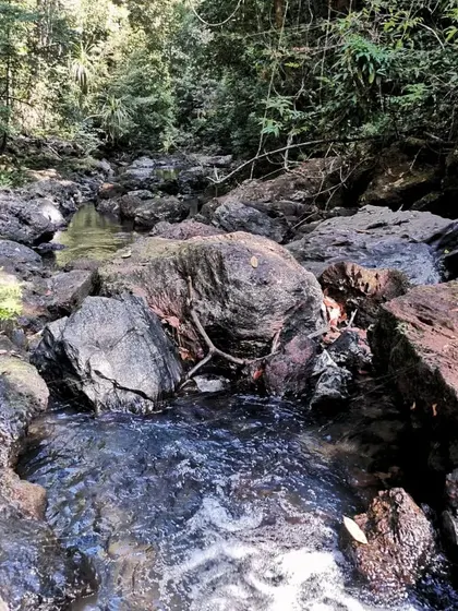 The clear water of a forest stream in Agumbe, a refreshing sight during a jungle trek.