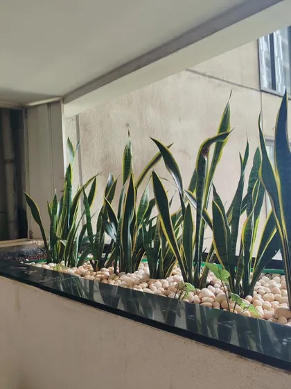A row of Snake Plants (Sansevieria) in a balcony planter, topped with white pebbles for a clean, modern look. Snake plants are excellent air purifiers and very low maintenance.