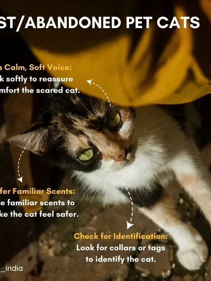 If you find a lost or abandoned pet cat, use a calm voice and offer familiar scents to build trust. Always check for a collar or tags to help identify the owner.