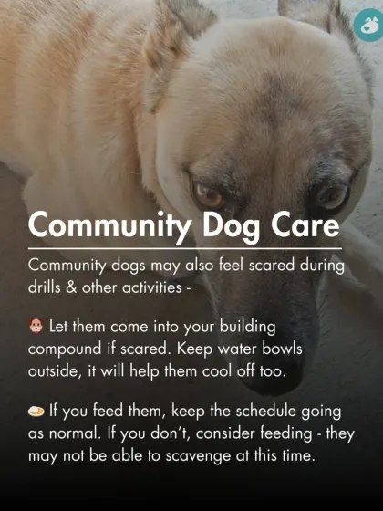 Don't forget community dogs. They also get scared during drills. Consider letting them into your compound and providing food and water.