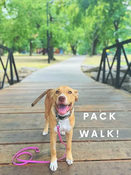 Look at that happy face! This pup is enjoying a pack walk at The Gathering Place. These walks are a fantastic outlet for a dog's energy and a great confidence booster.