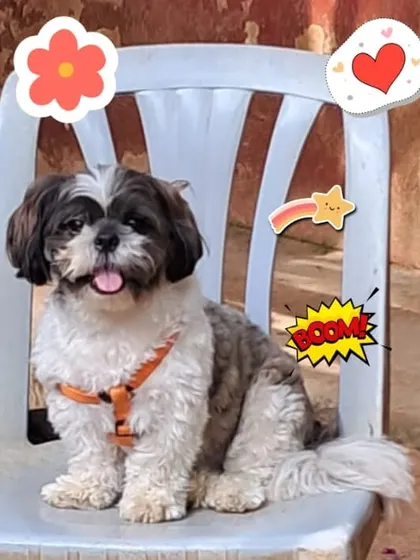 This little Shih Tzu reminds us that fireworks are scary for pets. We offer a sound-proofed, safe environment during noisy festivals.