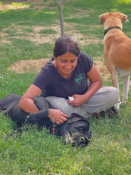 The dogs at our home boarding are truly living their best lives. This image captures a moment of pure contentment, with one dog relaxing in Asha's lap while another stands watch. It's a testament to the peaceful, pack-like environment we cultivate.