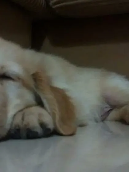 From a sleepy pup to a magnificent dog, UFO's journey with us has been incredible.
