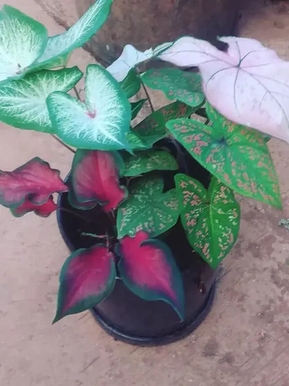 We created this lovely bouquet of different Caladium varieties for a client. Nature inspires endless creativity, and we love making custom arrangements.