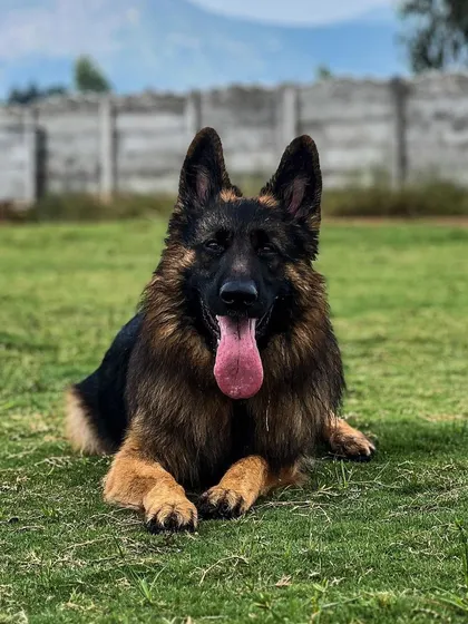 Joey, a majestic long-coat German Shepherd, relaxing in our grassy play area. We provide a safe and stimulating environment for all breeds.