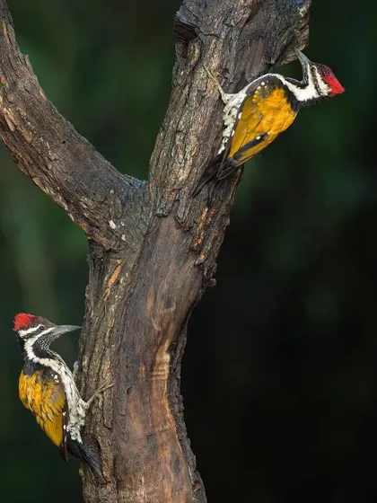 A pair of Lesser Goldenbacks on the same tree, likely a mated pair.