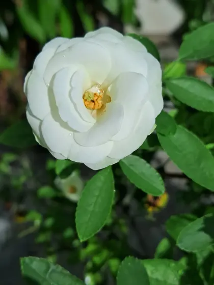 Another shot of a white Button Rose.