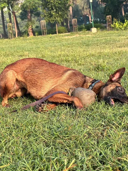 Sometimes they love the reward so much they just want to roll around with it. This is a sign of a truly high-value toy, which is exactly what you need to motivate a working dog.