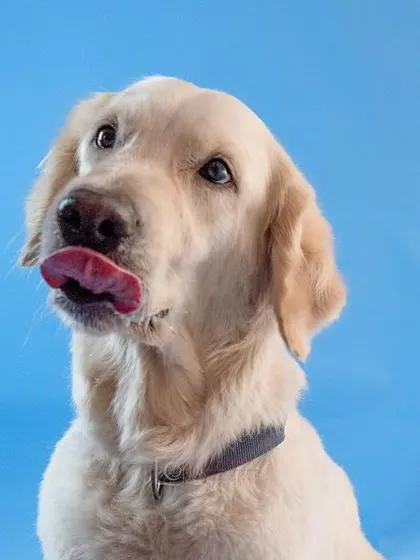 A beautiful studio portrait of Zoey, a golden retriever, against a bright blue background. Her happy, gentle nature is clear to see.
