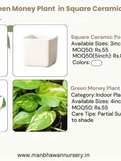 The Green Money Plant is a classic choice for gifting, believed to attract wealth and good fortune. This sheet details the plant and pot specifications, including our minimum order quantity for bulk purchases.