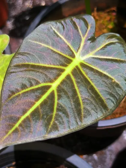 The metallic lustre on this Alocasia Regal Shields leaf is so soothing to look at. We have these available at the nursery for you to watch them grow.