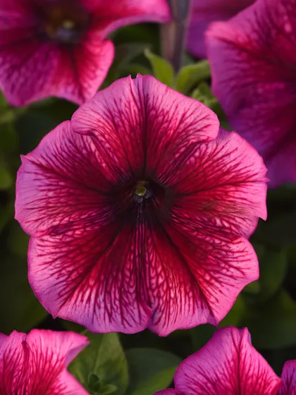 A repeat of a beautiful magenta petunia with dark veining, showcasing its consistent beauty and form. A reliable choice for continuous color.