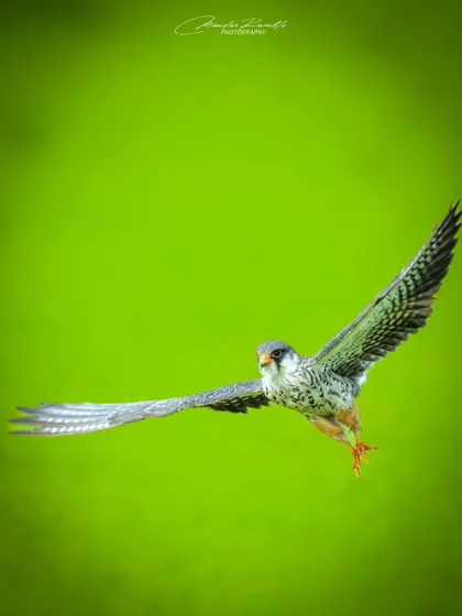 Another perspective of the female Amur Falcon in flight, this time against a vibrant green background. This shot gives a clear view of its underwing patterns and focused gaze.
