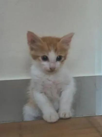 This 8 week old male kitten is litter trained, playful, and loves cuddles. He is looking for his forever home in Bangalore.