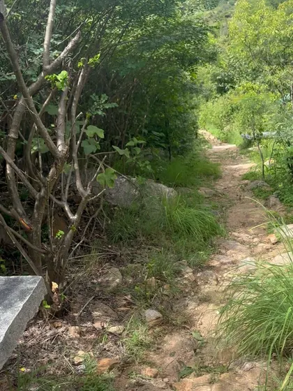 A quiet, sun-dappled trail surrounded by greenery. Sometimes the most beautiful moments are found on the simple paths we walk.