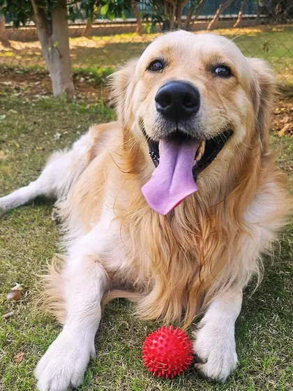 A happy Golden Retriever taking a break from playtime with a favorite ball. The open space allows for both high-energy games and moments of calm relaxation on the grass.