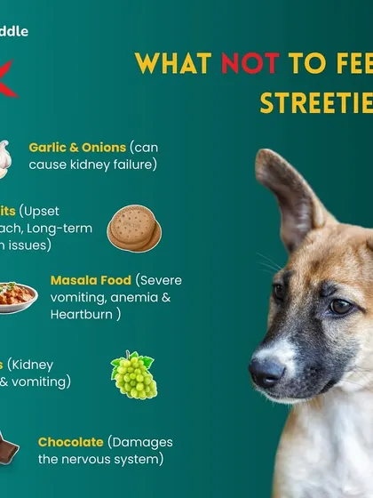 This is a critical list of what NOT to feed street dogs. Human foods like biscuits, masala-heavy dishes, chocolate, and grapes can cause severe health issues, from kidney failure to nervous system damage.