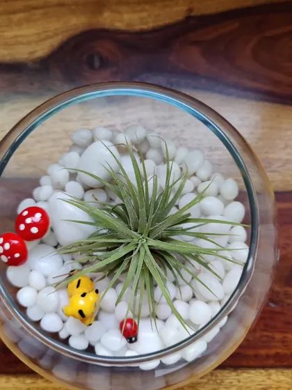 A top-down view of a simple air plant terrarium. I use white pebbles, cute ladybug and mushroom miniatures, and a healthy air plant to create a clean and cheerful look. It's a small piece that makes a big impact.