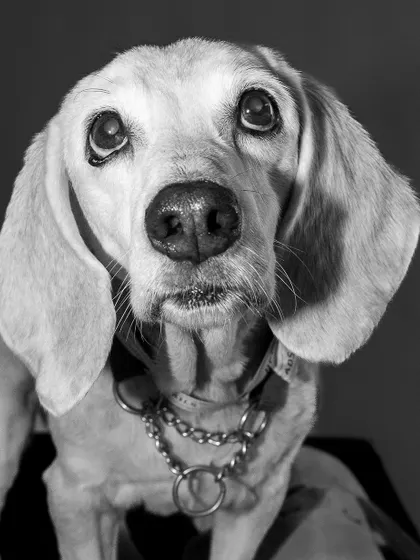 Another beautiful black and white version of Seenu's portrait, showcasing his gentle and loving nature.