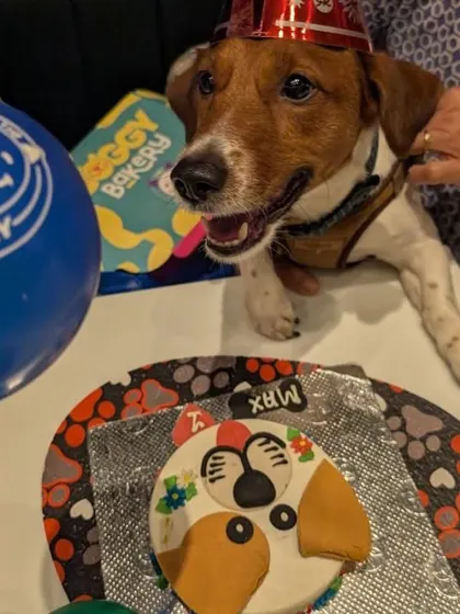 Max is all smiles with his Floral Fido cake. This design has been a huge hit, and we love seeing how much joy it brings to the birthday pups.