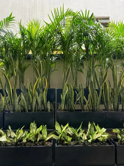 Our black FRP planter boxes are used here to create a layered walkway garden. We've planted tall Areca Palms at the back, medium-height Snake Plants in the middle, and low-growing Aglaonemas in the front.
