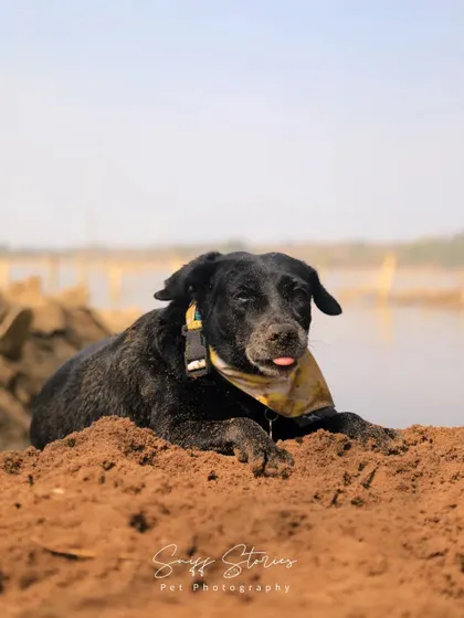 Blackie, an adorable Indie dog, peeks her tongue out while relaxing on a pile of sand. This playful portrait captures her quirky personality and the simple joy of a day spent outdoors.