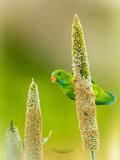 A Vernal Hanging Parrot peeks out from behind a stalk of millet. This shot captures a playful moment of feeding, telling a small story about the bird's behaviour.