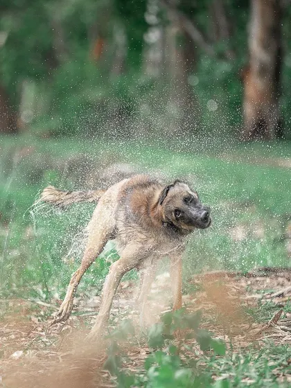 The glorious shake-off after a swim. I love freezing the motion of the water droplets flying everywhere, creating a dynamic and energetic portrait.