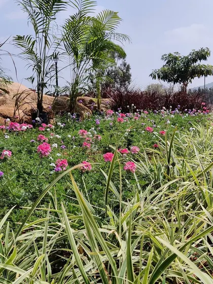 A vibrant bed of seasonal flowers and variegated grasses adds a splash of color and texture to the garden. We carefully select plants that thrive in the local climate to ensure a healthy and beautiful landscape year round.
