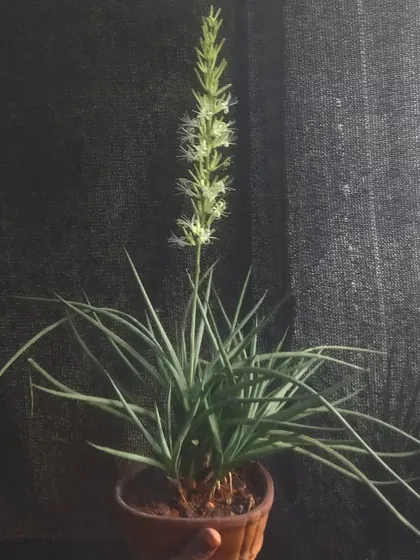 It can be very satisfying to see a Sansevieria flower. It's a rare event that shows the plant is very happy and mature.