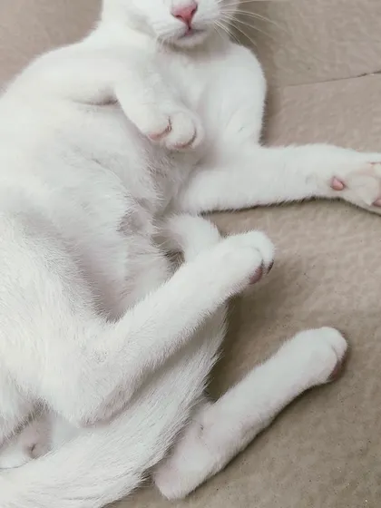 A close-up of Freddy's adorable pink paws while he is relaxing. It is the little details that make each pet so special.