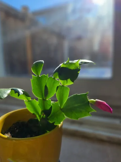 For years, this plant showed no signs of flowering, until one morning a pink bud appeared. It's a beautiful reminder to have faith. When we sow the seeds of creativity in a child, we may not know when they will blossom, but we must trust the process.
