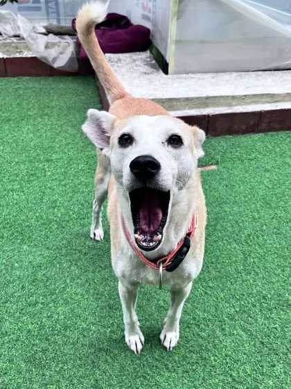 A big yawn from a happy dog. This picture captures the carefree and relaxed atmosphere we try to create for every dog at Second Home.