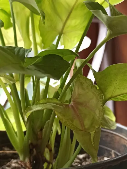 Another look at the arrowhead-shaped leaves of the Syngonium. It's a great plant for beginners.
