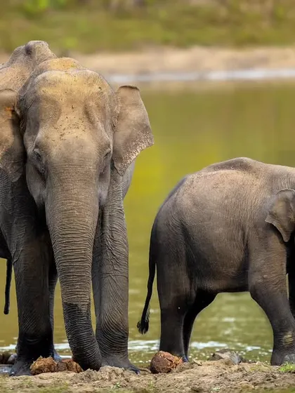 A mother elephant stands protectively beside her calf at the Kabini backwaters. This image showcases the strong, nurturing bond within an elephant family.