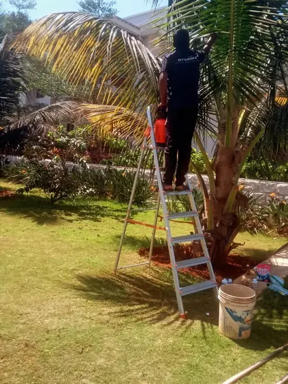 Another angle of a pest service and pruning job on a large palm tree. Addressing issues on tall plants is part of my comprehensive garden care service.