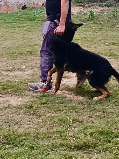 This black German Shepherd demonstrates the same intense focus during a heeling exercise. A dog that is this connected to its handler is a dog you can trust in any situation.