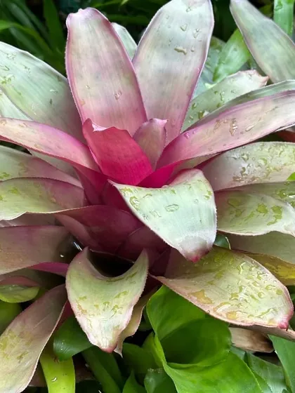 The stunning pink and green hues of a Neoregelia plant, a type of Bromeliad. These plants collect water in their central cup and produce vibrant colors when they are about to flower.