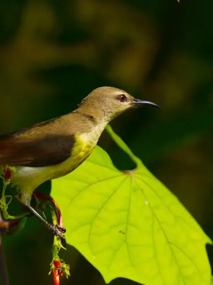 A female Purple Sunbird perched on a branch with bright red flowers. The soft lighting and natural elements make for a beautiful composition.