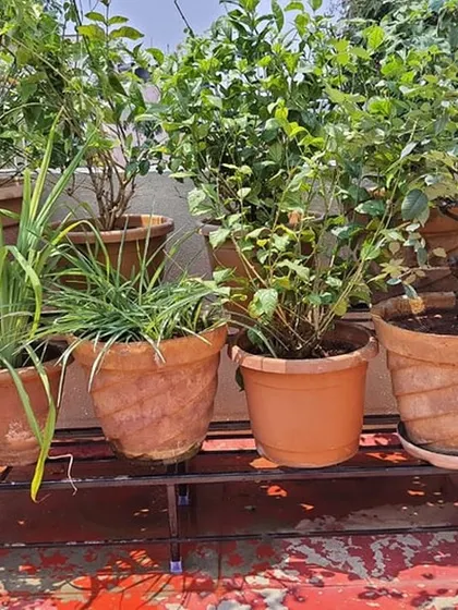 A collection of terracotta pots filled with herbs and flowering plants, neatly arranged on our classic black metal stands. Elevating the pots improves drainage and makes terrace maintenance much easier.