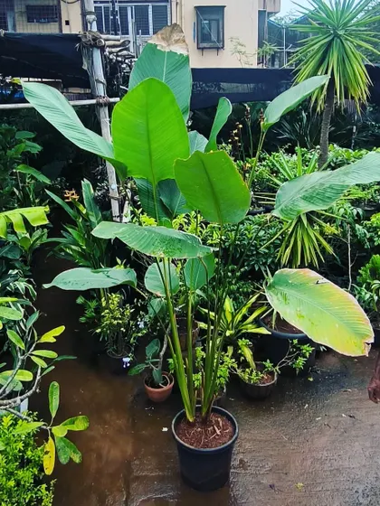 A full-sized Calathea Lutea. Its large, paddle-shaped leaves and impressive height make it a fantastic choice for creating a tropical screen or backdrop.