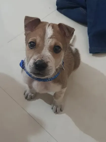 Meet Tobasco, an adorable Indie puppy I fostered who is looking for his forever home. He is vaccinated, dewormed, and toilet trained. Adopting a rescue dog is one of the most rewarding experiences you can have.