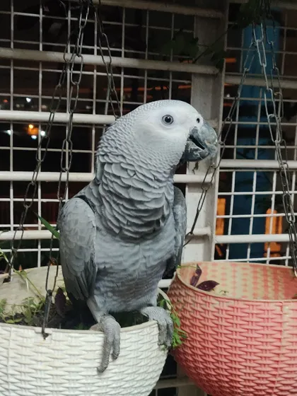 This is Auli, an African Grey parrot, enjoying some time out of her cage, perched on a hanging plant pot.